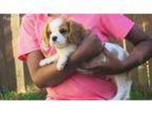 Cavalier King Charles Spaniel Puppy for sale in Bothell, WA, USA