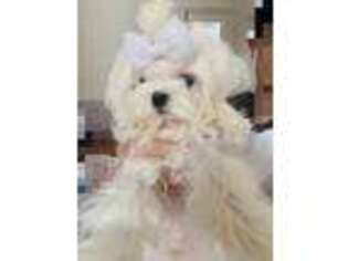 Maltese Puppy for sale in Chino Hills, CA, USA