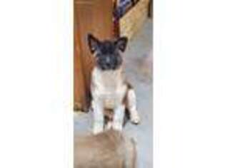 Akita Puppy for sale in Hamden, CT, USA
