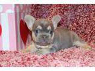 French Bulldog Puppy for sale in Caliente, CA, USA