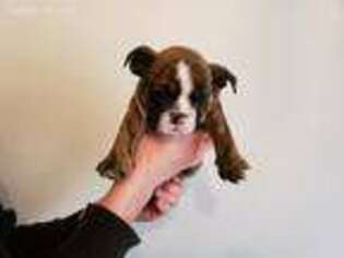 Bulldog Puppy for sale in Chandler, OK, USA