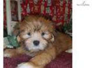 Lhasa Apso Puppy for sale in Fayetteville, AR, USA