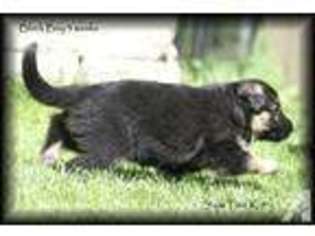 German Shepherd Dog Puppy for sale in CHENEY, WA, USA