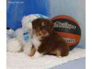 Miniature Australian Shepherd Puppy for sale in Newberry, FL, USA
