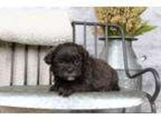 Shih-Poo Puppy for sale in Johnstown, OH, USA