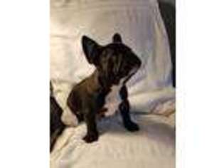 French Bulldog Puppy for sale in Marshall, TX, USA