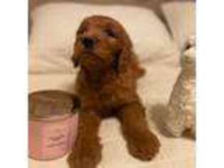 Goldendoodle Puppy for sale in Tucson, AZ, USA