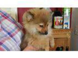 Pomeranian Puppy for sale in Jonesborough, TN, USA