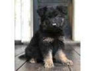German Shepherd Dog Puppy for sale in New Milton, WV, USA