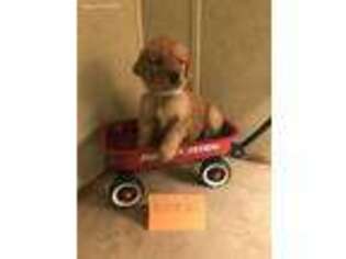 Golden Retriever Puppy for sale in Waynesville, NC, USA