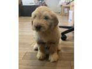 Goldendoodle Puppy for sale in Rockdale, TX, USA