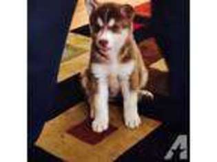 Siberian Husky Puppy for sale in SAN LEANDRO, CA, USA
