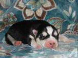 Siberian Husky Puppy for sale in MOUNT STERLING, IL, USA