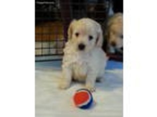 Goldendoodle Puppy for sale in Saint Paul, MN, USA