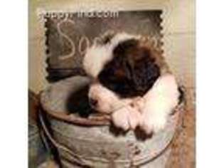Saint Bernard Puppy for sale in Mantador, ND, USA