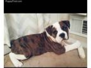 Olde English Bulldogge Puppy for sale in Bayville, NJ, USA