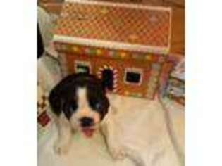 Boston Terrier Puppy for sale in Starke, FL, USA