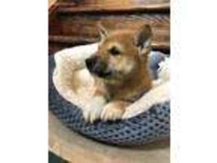Shiba Inu Puppy for sale in Canfield, OH, USA