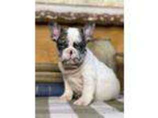 French Bulldog Puppy for sale in Bolivar, OH, USA