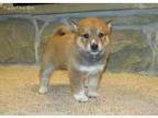 Shiba Inu Puppy for sale in Newmanstown, PA, USA
