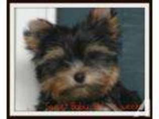 Yorkshire Terrier Puppy for sale in CLINTON, NC, USA