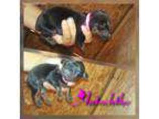 Doberman Pinscher Puppy for sale in Godley, TX, USA