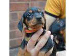 Dachshund Puppy for sale in Brooklyn, NY, USA