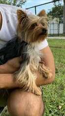 Yorkshire Terrier Puppy for sale in LAKE WORTH, FL, USA
