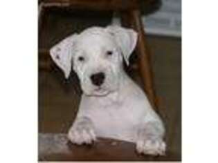 Dogo Argentino Puppy for sale in Bruce, WI, USA