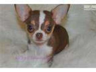 Chihuahua Puppy for sale in Lake Charles, LA, USA