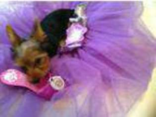 Yorkshire Terrier Puppy for sale in Olive Branch, MS, USA