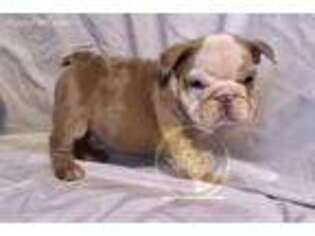 Bulldog Puppy for sale in Galveston, TX, USA