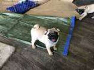 Pug Puppy for sale in Bakersfield, CA, USA