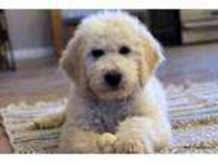 Goldendoodle Puppy for sale in Norman, OK, USA