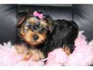 Yorkshire Terrier Puppy for sale in DIXON, CA, USA