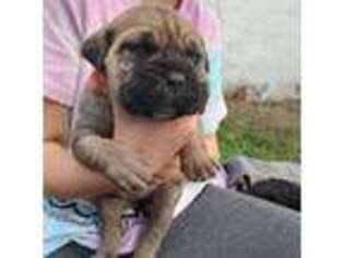 Cane Corso Puppy for sale in Martinsburg, WV, USA