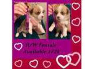 Pembroke Welsh Corgi Puppy for sale in Greene, NY, USA