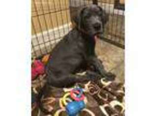 Great Dane Puppy for sale in Utica, NY, USA