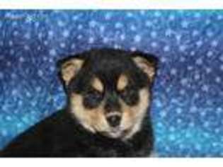 Siberian Husky Puppy for sale in Tetonia, ID, USA