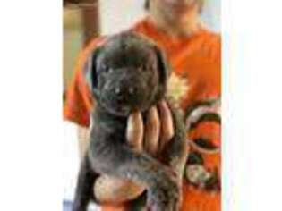 Mastiff Puppy for sale in Rochester, NY, USA