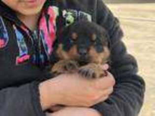 Rottweiler Puppy for sale in Modesto, CA, USA
