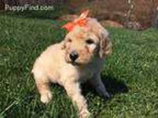 Goldendoodle Puppy for sale in Leicester, NC, USA