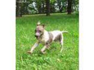 American Hairless Terrier Puppy for sale in Sunbury, OH, USA