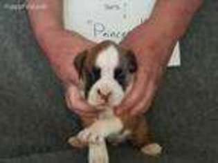 Boxer Puppy for sale in West Liberty, OH, USA