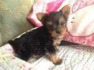 Yorkshire Terrier Puppy for sale in COLFAX, CA, USA