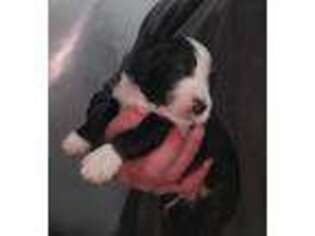 Mutt Puppy for sale in Sparta, NJ, USA