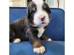 Bernese Mountain Dog Puppy for sale in Oakdale, NY, USA