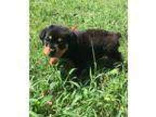 Rottweiler Puppy for sale in Conway, SC, USA