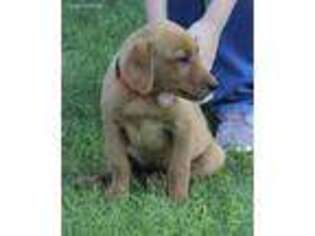 Labrador Retriever Puppy for sale in Dietrich, ID, USA