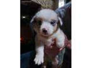 Pembroke Welsh Corgi Puppy for sale in Evansville, IN, USA